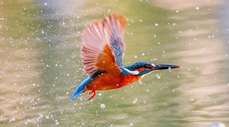 Hummingbird flying just above river with water droplets in the air 